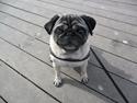 Mops Celina