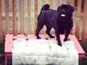 Mops Bimsen