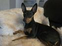 Dvaergpinscher Vappe