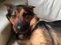 Schæferhund Kvast