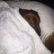 Gravhund Trunte