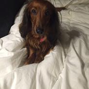 Gravhund Trunte