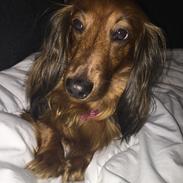 Gravhund Trunte