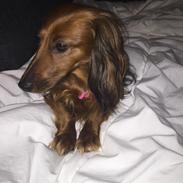 Gravhund Trunte