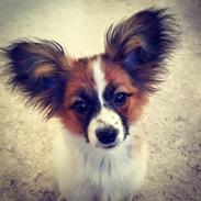 Papillon Nellie