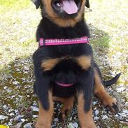 Rottweiler Laika