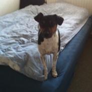 Dansk svensk gaardhund Audi