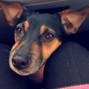 Dansk svensk gaardhund Audi