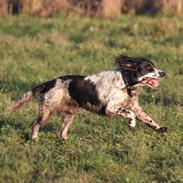 Field Trial Springer Spaniel Tjekko