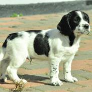 Field Trial Springer Spaniel Tjekko