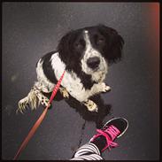 Field Trial Springer Spaniel Tjekko
