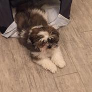Lhasa apso Otto