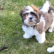 Lhasa apso Otto