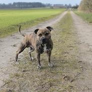 Staffordshire bull terrier Rogstaff's Zevs - Thorkil