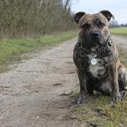 Staffordshire bull terrier Rogstaff's Zevs - Thorkil