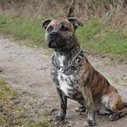 Staffordshire bull terrier Rogstaff's Zevs - Thorkil