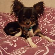 Chihuahua Tyson