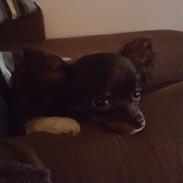 Chihuahua Tyson