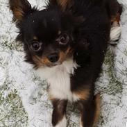 Chihuahua Tyson