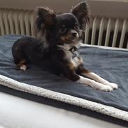 Chihuahua Tyson