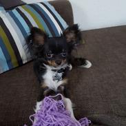 Chihuahua Tyson