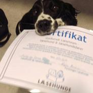 Field Trial Springer Spaniel Funky
