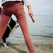 Border collie Uran