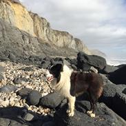 Border collie Uran