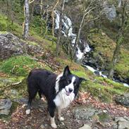Border collie Uran