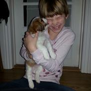 Shih tzu Timon