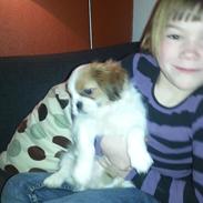 Shih tzu Timon