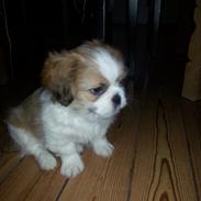 Shih tzu Timon
