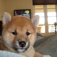 Shiba Akainus Philipa/Bonnie