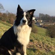 Border collie Uran