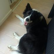 Border collie Orson 