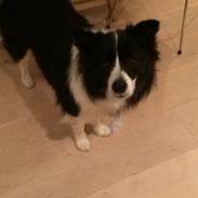 Border collie Orson 