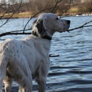 Engelsk setter Tobølbjergs Houdini
