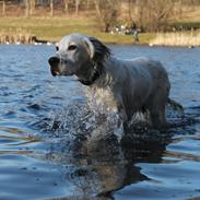 Engelsk setter Tobølbjergs Houdini