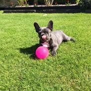 Fransk bulldog Minnie