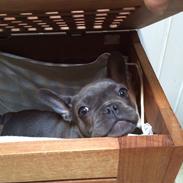 Fransk bulldog Minnie