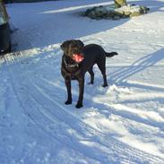 Labrador retriever Balder