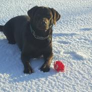 Labrador retriever Balder