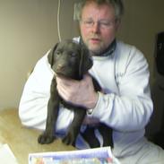 Labrador retriever Balder