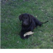 Labrador retriever Balder