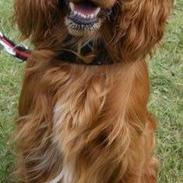 Cocker spaniel SMUT