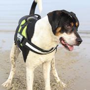 Blanding af racer Bølle