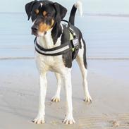 Blanding af racer Bølle