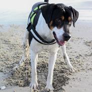 Blanding af racer Bølle