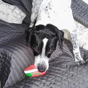 Blanding af racer Mischa