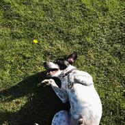 Blanding af racer Mischa